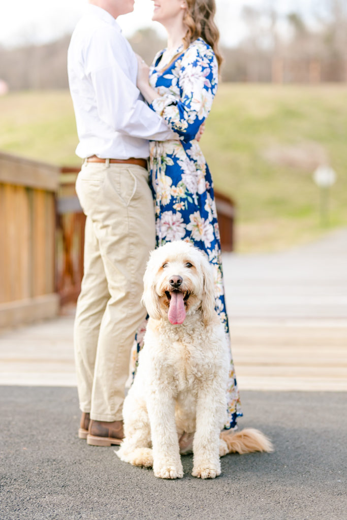 White golden doodle dog panting towards camera while couple out of focus behind him